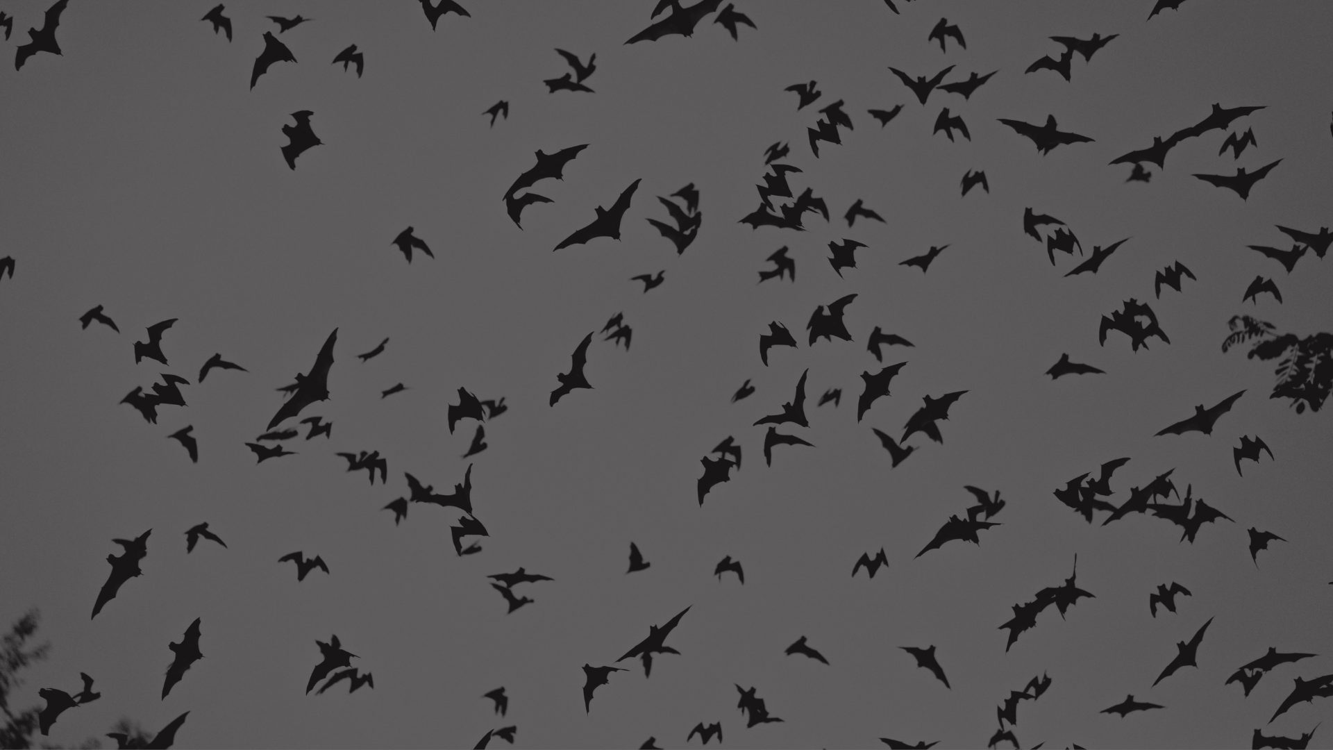 Bat Infestation Turned Legal Nightmare (And How To Avoid It)