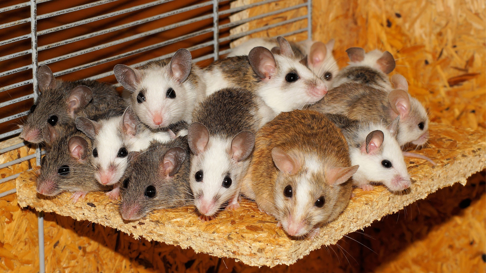 Protecting Sellers in real estate: how legal coverage resolved an infestation claim